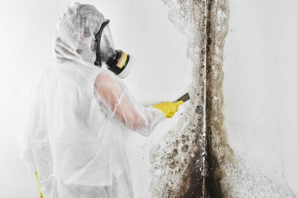 Best Emergency Mold Remediation in Lewisville, NC