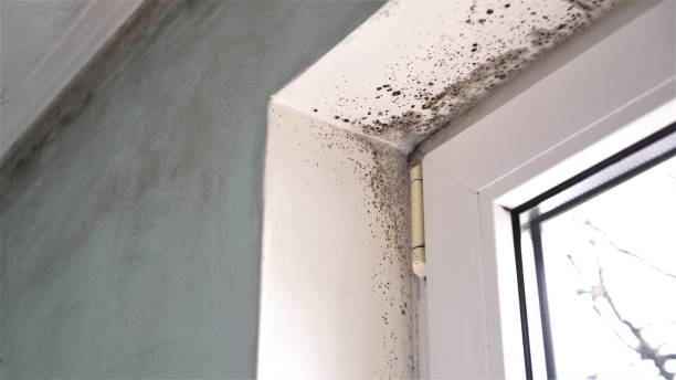 Best Black Mold Remediation in Lewisville, NC