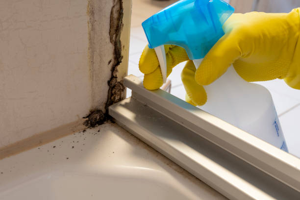 Best Commercial Mold Remediation in Lewisville, NC