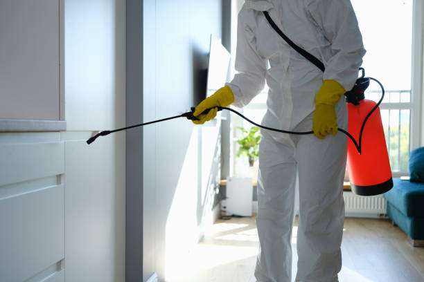 Best Black Mold Remediation in Lewisville, NC