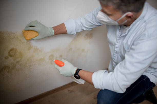 Best Insurance-Related Mold Remediation in Lewisville, NC