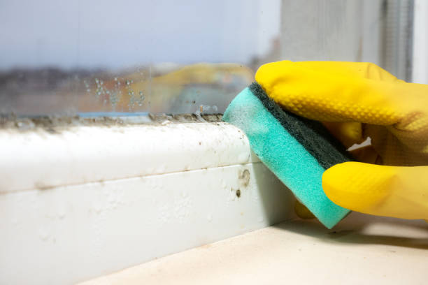 Lewisville, NC Mold Remediation Company