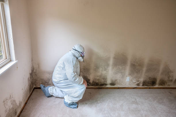 Best Post-Flood Mold Remediation in Lewisville, NC