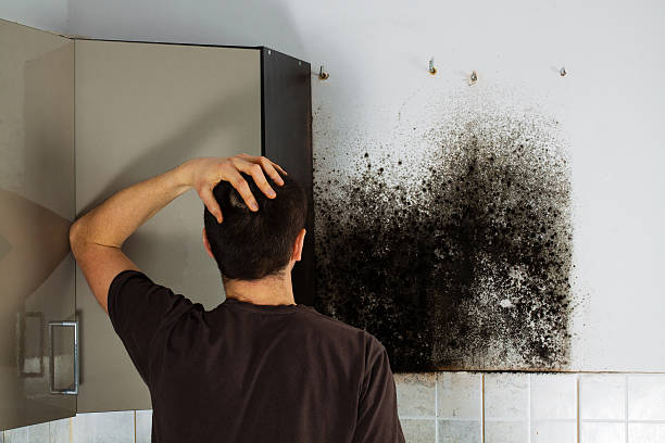 Best Residential Mold Remediation in Lewisville, NC