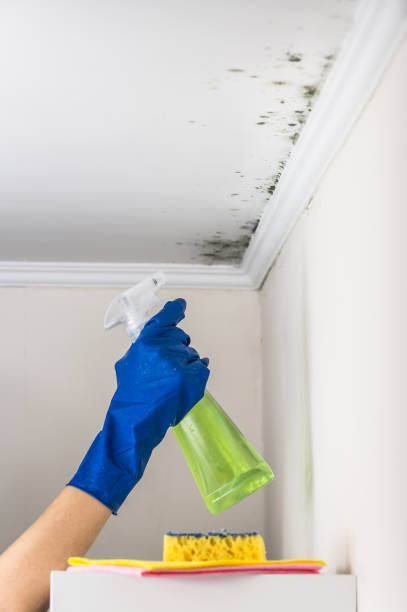 Best HVAC Mold Remediation in Lewisville, NC